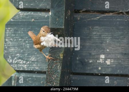 European wren (Troglodytes troglodytes) adult bird with a feather for nesting material in its beak on a garden shed, England, United Kingdom Stock Photo