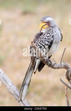 Yellow-billed Hornbill (Tockus leucomelas) Limpopo, South Africa perched on dead branch in savannah grassveld, Limpopo, South Africa Stock Photo