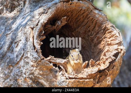 Southern African Tree Squirrel or Smith's Bush Squirrel (Paraxerus cepapi) in natural tree cavity in broadleaved woodland Stock Photo