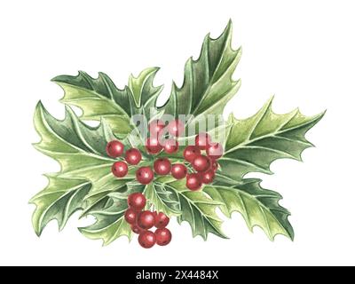 Holly with green leaves and red berries. Winter Christmas traditional plants in vintage. Hand drawn watercolor illustration holiday design. Isolated d Stock Photo