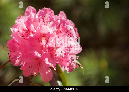 Close-up of pink Rhododendron, Azalea flowers in spring, Montreal, Quebec, Canada Stock Photo