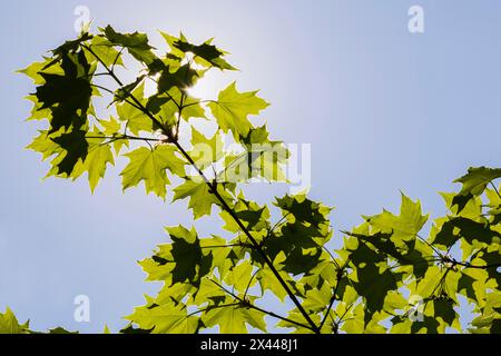 Backlit and silhouetted Acer, Maple tree leaves against a blue sky background in spring, Montreal, Quebec, Canada Stock Photo