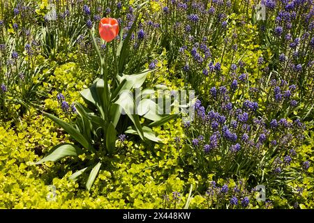 Solitary pink Tulipa, Tulip flower growing in a border with Lysimachia nummularia ?Aurea', Golden Creeping ?Jenny' plants and blue Muscari armeniacum Stock Photo