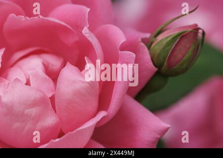 Soft pink rose blossom and bud up close Stock Photo