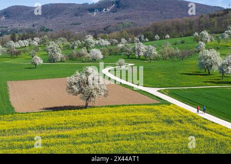 Field path with cyclists on the Albtrauf, agricultural fields with blossoming fruit trees in spring, Swabian Alb, Bissingen an der Teck Stock Photo