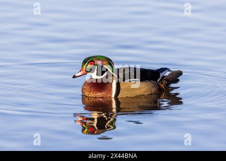 Wood Duck male in wetland, Marion County, Illinois. Stock Photo