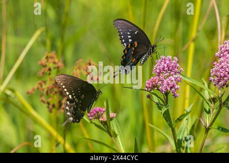 Spicebush Swallowtail male and female courtship on Swamp Milkweed, Marion County, Illinois. (Editorial Use Only) Stock Photo