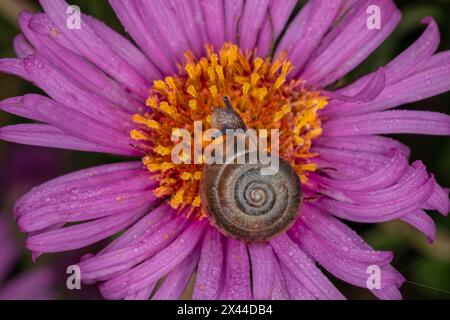 Kentucky land snail on purple flower, Kentucky Stock Photo