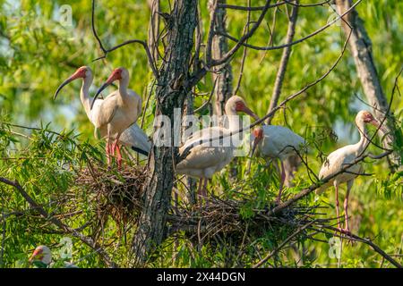 USA, Louisiana, Evangeline Parish. White ibis birds in tree nests. Stock Photo