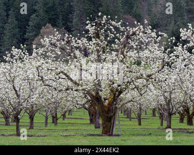 Orchard of fruit trees in full blossom in the spring. Stock Photo