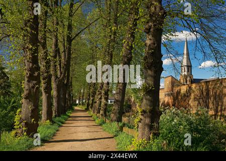 Tree-lined avenue with town wall and tower of the parish church of St Martinus in Zons, Dormagen, Lower Rhine, North Rhine-Westphalia, Germany Stock Photo