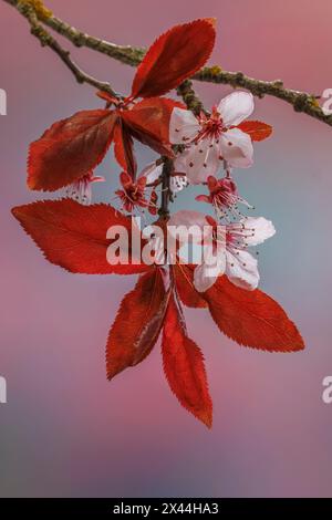 USA, Washington State, Seabeck. Flowering plum tree in spring. Stock Photo