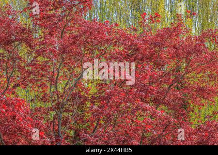 USA, Washington State, Seabeck. Maple tree with red foliage. Stock Photo