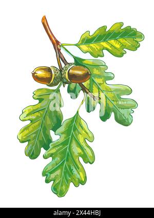 Illustration of  Oak leaves and acorns on white background. Stock Photo