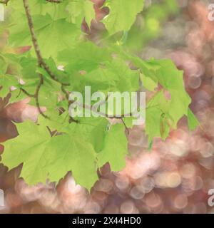 USA, Washington State, Seabeck. Maple branch and spring leaves close-up. Stock Photo