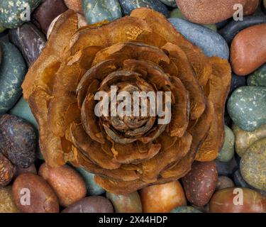 USA, Washington State, Seabeck. Close-up of deodar cedar cone and smooth rocks. Stock Photo