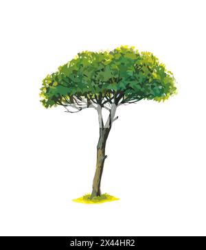 Illustration of  Italian Pine tree on white background. Stock Photo