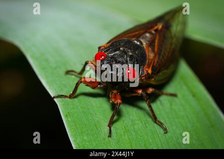 Close-up of a Cicada. 13-year periodical cicada from Brood XIX emerging in North Carolina April 2024. Stock Photo