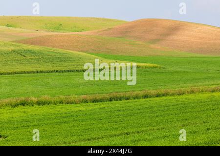 USA, Washington State, Palouse, Colfax. Rolling green hills of wheat. Stock Photo