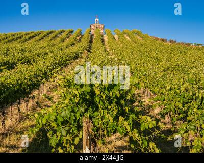 Red Willow Vineyards with stone chapel. (PR) Stock Photo