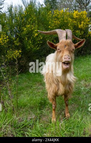 Issaquah, Washington State, USA. A rare heritage breed, golden guernsey billy goat with long horns, standing looking forward in a meadow. (PR) Stock Photo