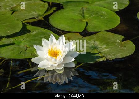 Issaquah, Washington State, USA. Fragrant water lily, considered a Class C noxious weed in this area. Stock Photo