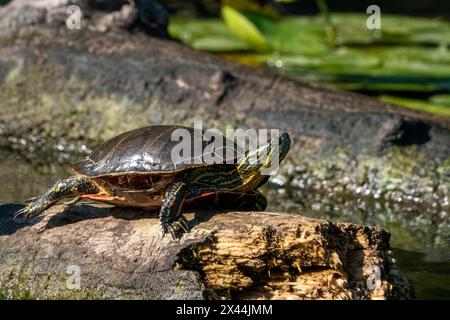 Issaquah, Washington State, USA. Painted turtle sunning on a log. Stock Photo