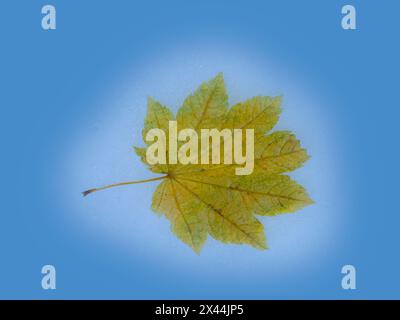 USA, Washington State. Autumn Maple leaf still-life on blue background Stock Photo