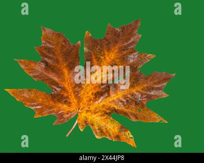 USA, Washington State. Big leaf maple leaf on dark green still-life Stock Photo