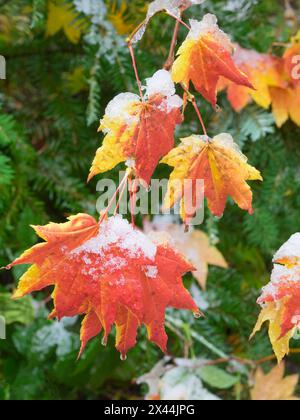 USA, Washington State. Central Cascades, Snow on autumn colored maple leaves Stock Photo