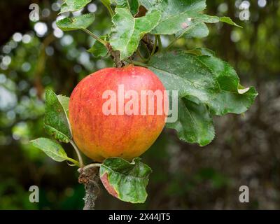 USA, Washington State. Ripe apple hanging on tree limb Stock Photo