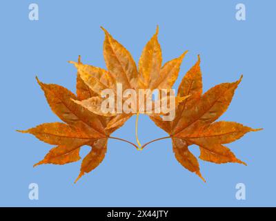 USA, Washington State. Still-life of three colorful maple leaves on blue background Stock Photo