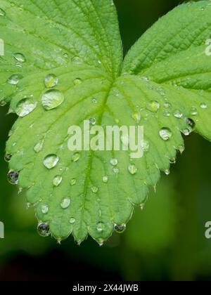 USA, Washington State. Strawberry leaves with raindrops Stock Photo - Alamy