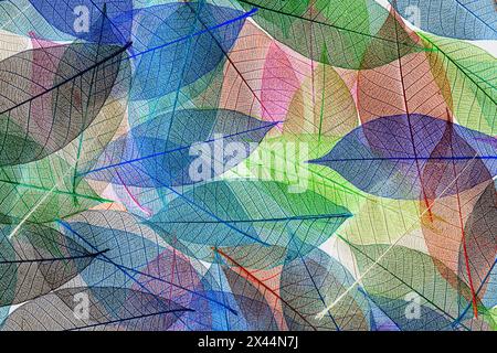 Multi-colored skeleton leaves arranged on black background Stock Photo