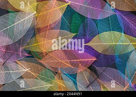 Multi-colored skeleton leaves arranged on black background Stock Photo