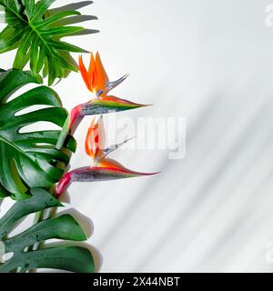 Bright Bird of Paradise Flowers Against White Background with Monstera Leaves and Shadows Stock Photo