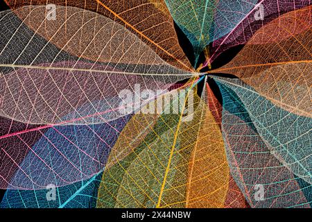 Multi-colored skeleton leaves arranged in radial pattern Stock Photo
