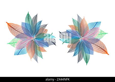 Multi-colored skeleton leaves arranged on white background Stock Photo