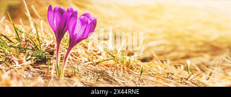 Spring background - glade of the fresh purple crocuses blossom in the Carpathians mountains on top of the mountain, closeup with space for text Stock Photo