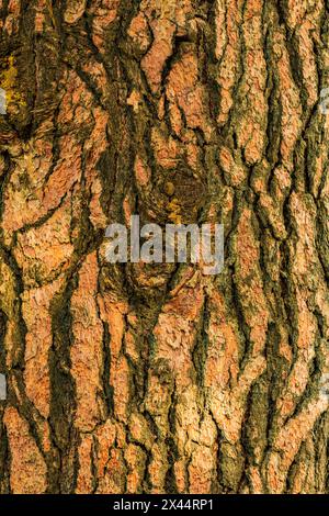 USA, Washington State, Palouse, Colfax. Pine tree bark. Stock Photo