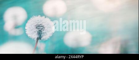Dandelion, Taraxacum officinale, in the rays of the spring sun on a blurred background of a meadow with dandelions, close-up, background Stock Photo
