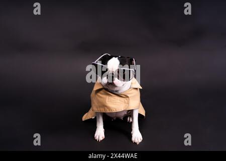 Dog with sunglasses, portrait on a dark background. Attentive Boston Terrier Stock Photo