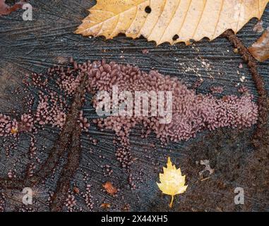 Purple Jellydisc fungus: Ascocoryne sarcoides. Surrey, UK Stock Photo