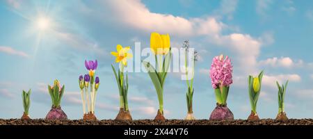 Growth stages of tulip, hyacinth, blue grape, crocus and narcissus from flower bulb to blooming flower in a sunny landscape Stock Photo