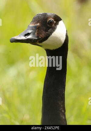 Goose Uk Rspb Purfleet Essex, UK. 30th Apr, 2024. Egyptian Goose in water at RSPB ...