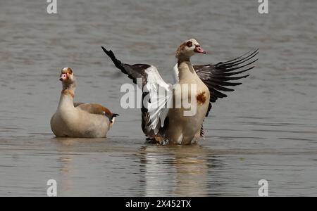 Goose Uk Rspb The Egyptian Goose in water at RSPB Rainham Marshes Nature Reserve ...