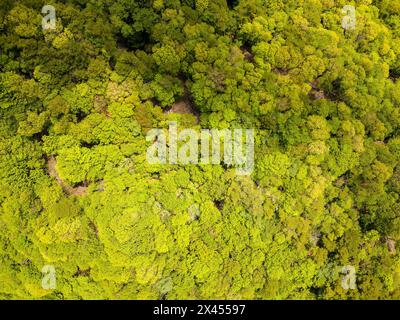 Top down aerial view of the aokigahara forest near Mount Fuji, Japan Stock Photo