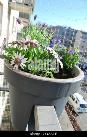 flowers in a pot on the balcony Stock Photo