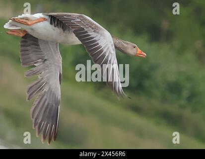 Goose Uk Rspb Purfleet Essex, UK. 30th Apr, 2024. Canada Goose in water at RSPB ...