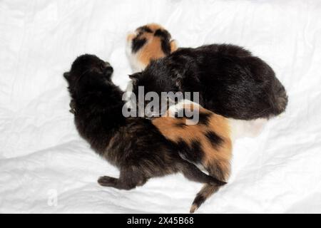 Three small to mediumsized cats from the Felidae family, with calico fur and whiskers, are peacefully laying on a white blanket, showcasing their tail Stock Photo